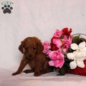 Malvina, Mini Goldendoodle Puppy